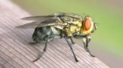 Co muchy i dlaczego gryźć?