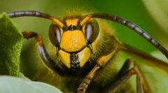 Jakie owady pomogły ludziom wymyślić papier?