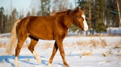 Jakie zmysły są rozwijane na koniu?