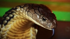 Jakie zwierzęta domowe od 2020 okazały się zakazane