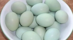 Które rasy kurczaków są niebieskie i zielone jaja