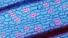 Jakie zalety daje strukturę komórkową do żywych organizmów?