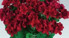 Jakie rośliny są trujące dla twojego kota: nie hoduj swoich domów