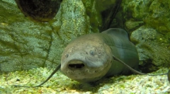 Istnieją nowoczesne gatunki ryb od czasów starożytnych?