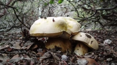 Jakie są królestwa żywych istot?