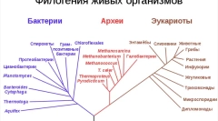 Jakie są otwory żywych istot?