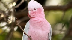 Jakie rodzaje papug mówią lepiej niż wszystkie