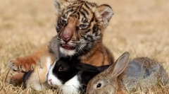 Jakie relacje istnieją między zwierzętami w społecznościach?