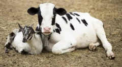 Jakie zwierzęta pojawiły się przed sądem?