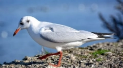 Jakie ptaki nazywają marine i dlaczego?