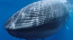 Jakie zwierzęta starożytni nawigatorzy przejęli duże wyspy?