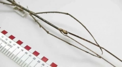 Jaki owad jest najdłużej?