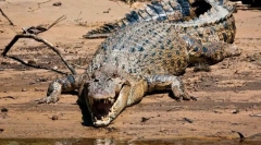 Jaki gad jest największy?