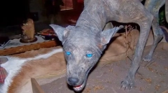 Jakie dziwne zwierzę boi się mieszkańców ameryki południowej?