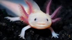 Co duży uśmiech się uśmiecha?