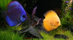 Jakie zwierzę można rozpocząć zamiast kota i psa