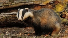 Jaki rodzaj zwierzęcia jest najbardziej?