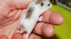 Który chomik jest lepszy do uczynienia dla siebie i dziecka, jak wybrać