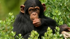 Jaki jest najbliższy krewny osoby w świecie zwierząt?