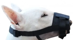 Co za pysk jest lepszy dla psa i jak go wybrać