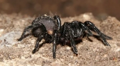 Jaki pająk jest najbardziej trujący?