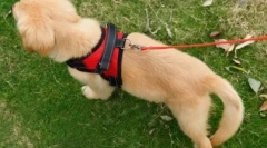 Co za smycz jest lepszy dla psa: opinia eksperta