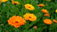 Calendula