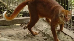 Kalimantanian cat: rzadkie zwierzę z wyspy borneo