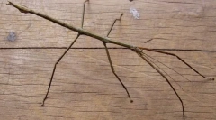 Kalimantanian paller całka