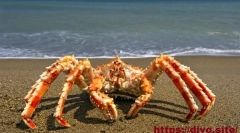 Krab kamchatsky
