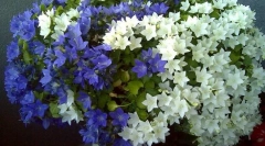 Kampanie (panna młoda i pan młody)