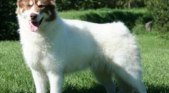 Kanadyjski pies eskimo