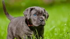 Kane corso szczenięta (zdjęcie): fair zwierzęta domowe i niezawodne strażnicy