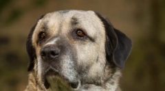 Kangal (zdjęcie): potężny i pełen wdzięku przyjaciel człowieka