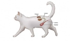Kanatywa dla kotów: instrukcje użytkowania