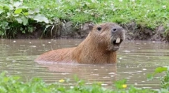 Capybara: gryzoń, którego nazwana ryba