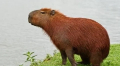 Capibara: cechy konserwacji w domu