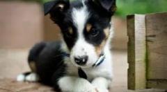 Drops bar na szczenięta