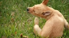 Krople i inne środki z pcheł i kleszczy na szczenięta