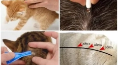 Krople na więzach z robaków dla kotów