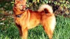 Karelian-fiński husky (fotk): wdzięczny i deft hunter