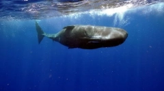 Cachelot (zdjęcie): ogromny potwór z dna oceanu