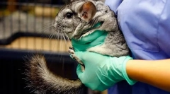 Kastracja i sterylizacja szynszył