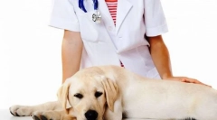 Kastracja i sterylizacja