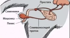 Castion cat: jak prowadzona jest operacja