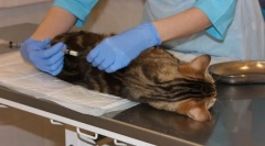 Castion cats and cats