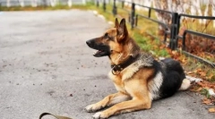 Psy castiona: plusy i minusy, co mówią weterynarze