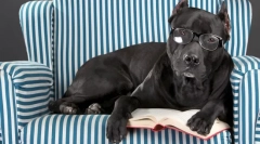 Katarakt w psie: przyczyny, objawy, leczenie, zapobieganie