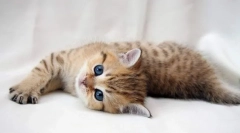 Catalus dla kotów: instrukcje użytkowania, przeciwwskazania