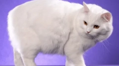 Kimric: opis rasy, cechy treści i opieki